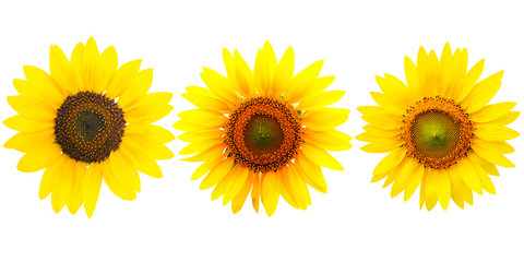 Sunflowers on white background
