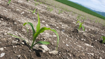 野菜畑　トウモロコシ　クローズアップ