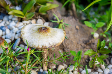 Fake mushrooms in small garden