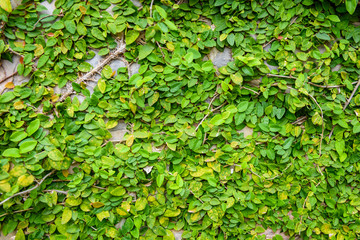 climbing plants on the wall background