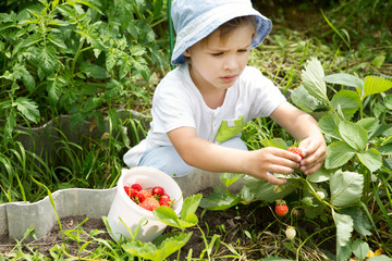  adorable little boy picking strawberries on organic berry farm in summer. Funny child having fun with helping. 