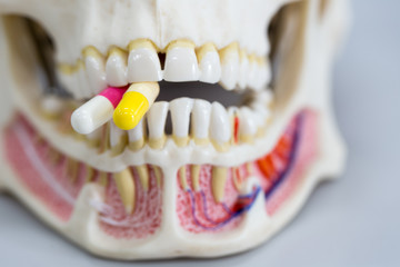 Skull model and medicine drug for education in laboratory.	