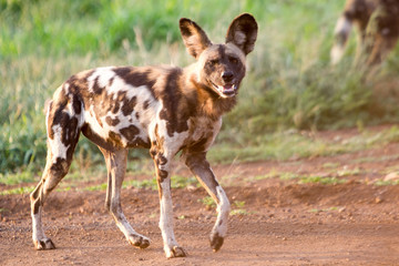 An African wild dog watches the rest of the pack in dry grassland at the Zebra Hills private game reserve in Hluhluwe, South Africa.