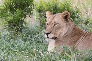 A lioness relaxing in the grass in the Zebra Hills private game reserve in Hluhluwe, South Africa.