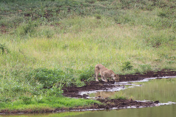 A lioness taking a drink of water in the Zebra Hills private game reserve in Hluhluwe, South Africa.