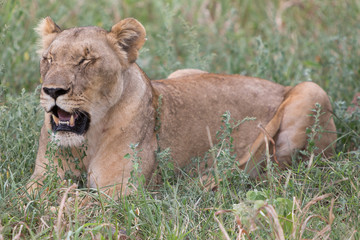 A lioness relaxing in the grass in the Zebra Hills private game reserve in Hluhluwe, South Africa.