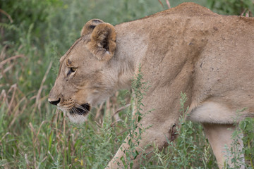 A lioness walking through the grass in the Zebra Hills private game reserve in Hluhluwe, South Africa.