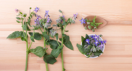 Borage / Bowl and wooden spoon with Borage