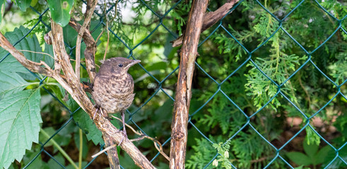 young songbird / Young thrush  on a branch