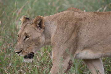 A lioness walking through the grass in the Zebra Hills private game reserve in Hluhluwe, South Africa.