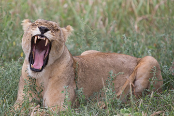 A lioness yawns whilst relaxing in the grass in the Zebra Hills private game reserve in Hluhluwe, South Africa.