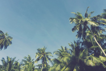 Obraz na płótnie Canvas Summer time exotic tropical palm tree