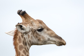 Naklejka na ściany i meble A portrait of a giraffe in the Zebra Hills private game reserve in Hluhluwe, South Africa.