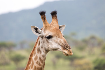 A portrait of a giraffe in the Zebra Hills private game reserve in Hluhluwe, South Africa.