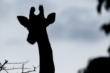A giraffe silhouette against a gloomy sky in the Zebra Hills private game reserve in Hluhluwe, South Africa.