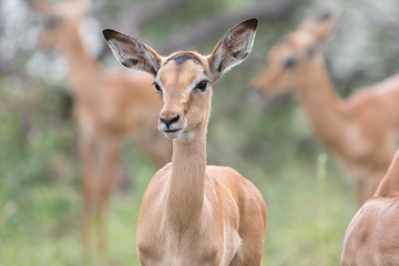 A heard of impala ewes stand in a copse of trees in the Zebra Hills private game reserve in Hluhluwe, South Africa.