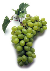 Raïm de taula Table grape ブドウ Tafeltraube Uve da tavola Raisin de table Video Uva de mesa grapes