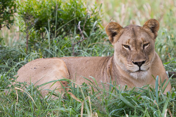 A lioness relaxing in the grass in the Zebra Hills private game reserve in Hluhluwe, South Africa.