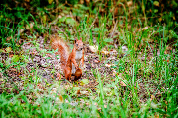 A small red squirrel stands on the back sticks in the grass.