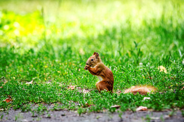 Fototapeta premium A red squirrel sits on the ground and gnaws a nut.