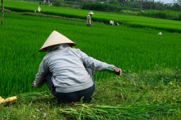 Rice paddy