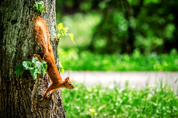 The squirrel caught hold of the tree trunk and looked in front of her.
