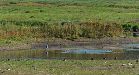 heron in Gentbrugse meersen