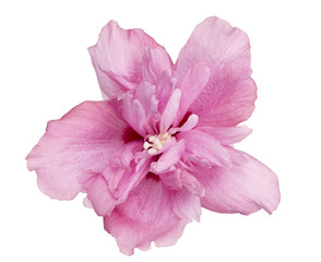 Fully developed hibiscus flower against white background