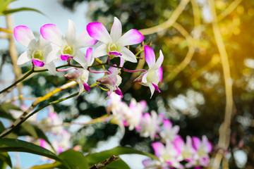 Obraz premium Purple orchids on branch with blurry green leaf in the background, Natural flower concept.