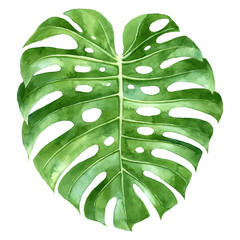 Watercolor monstera plant green leaf - obrazy, fototapety, plakaty