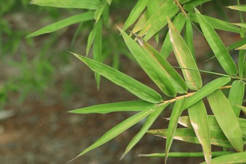 bamboo leaves