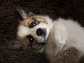 Obraz premium Cute little puppy is lying on a brown fluffy blanket