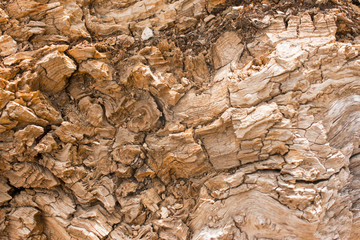 Old tree as background