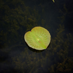 A lotus leaf on the water © bouybin