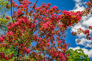 Pink apple tree blossom