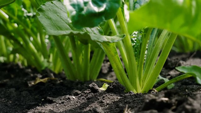 Vegetable production. Close-up shot of growing sugar beet. Russia. 4K