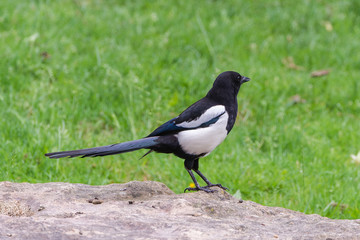 Magpie, black and white bird