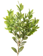 Branch with small leaves on a white background