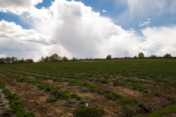 Agriculture farm, rows of Strawberry plants in a strawberry field