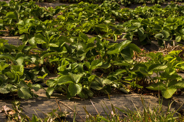 Fototapeta na wymiar Agriculture farm, rows of Strawberry plants in a strawberry field