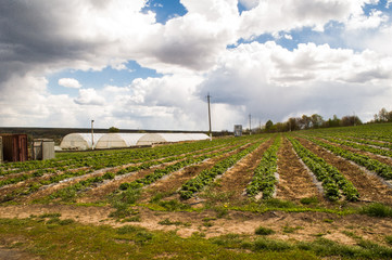 Fototapeta premium Agriculture farm, rows of Strawberry plants in a strawberry field