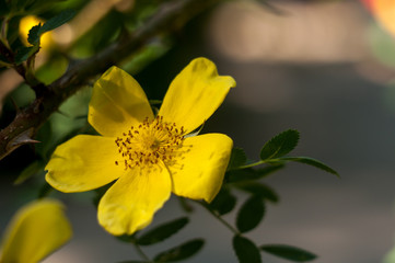yellow flower tree close-up