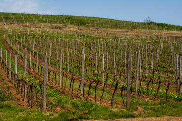 Fototapeta na wymiar Vineyards in the spring. Preparing for the growth of grapes. Work on the vineyard.