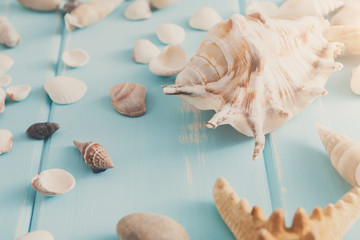 Seashells on blue wood, sea vacation background