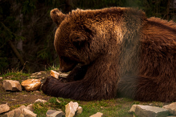 Closeup profile of brown bear feeding on carrots