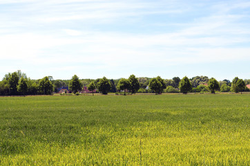 View over a cornfield to a small village