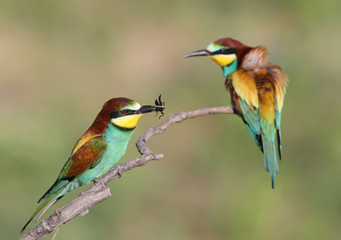 Bee eater couple