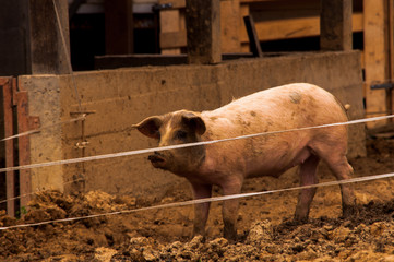 young pigs behind the metal fence and shed. Photographed in village.