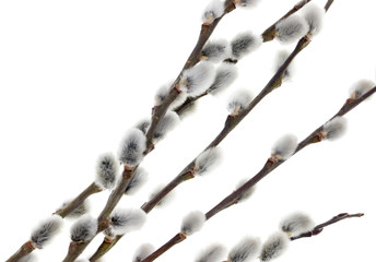 Willow branches on a white background
