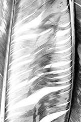 Black and white feathers background